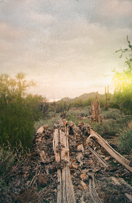 Story Behind the Shot (Saguaro Spine)